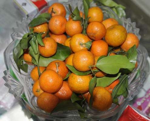 mandarino-cinese-kumquat