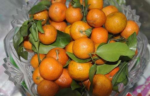 mandarino-cinese-kumquat